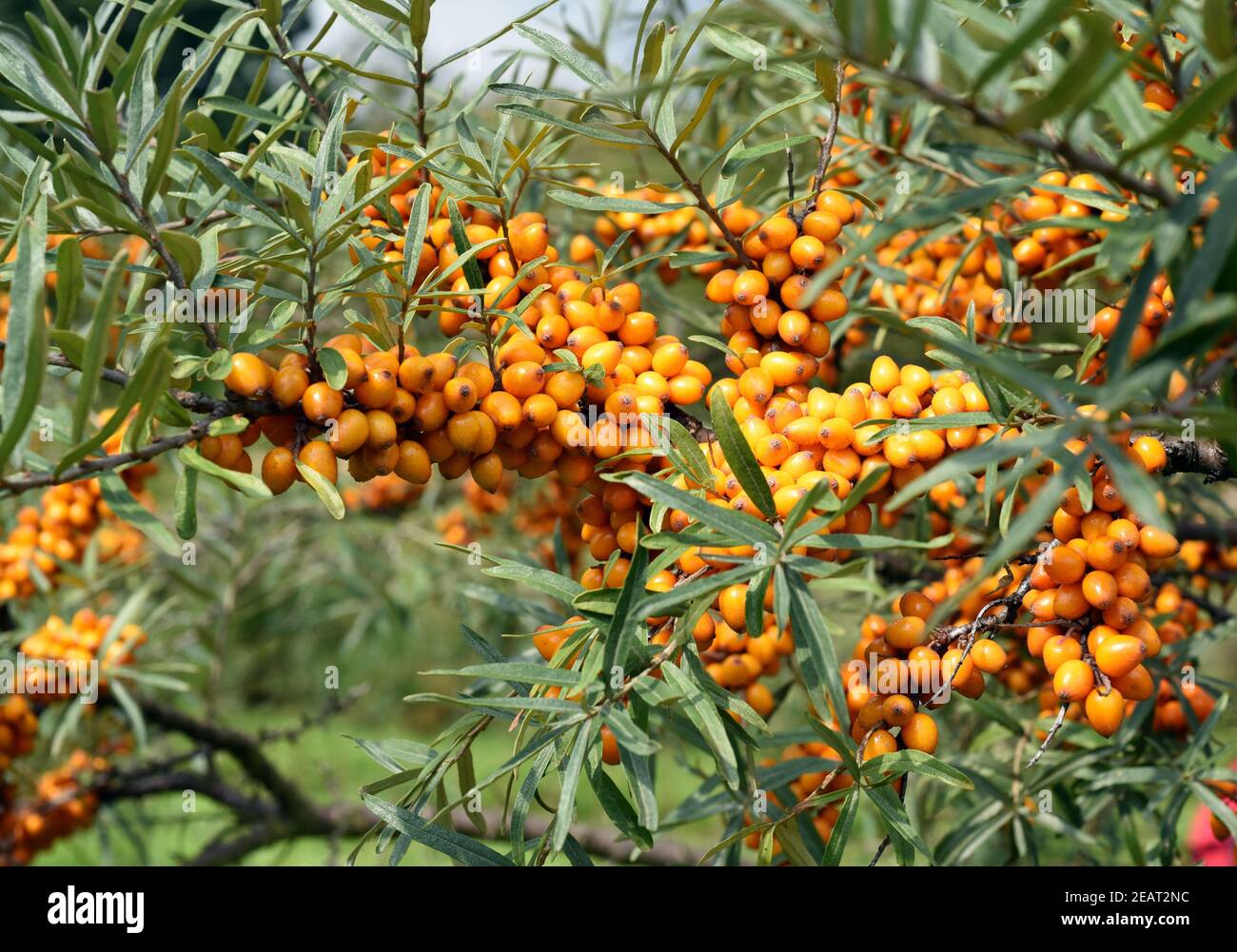 Sanddorn  Hippophae, hamnoides  Nutzpflanze  Medizin Stock Photo