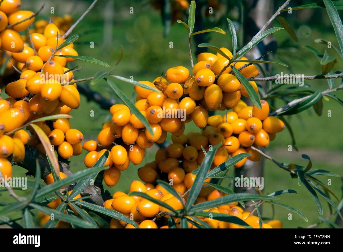 Sanddorn, Dorana, Hippophae rhamnoides Stock Photo