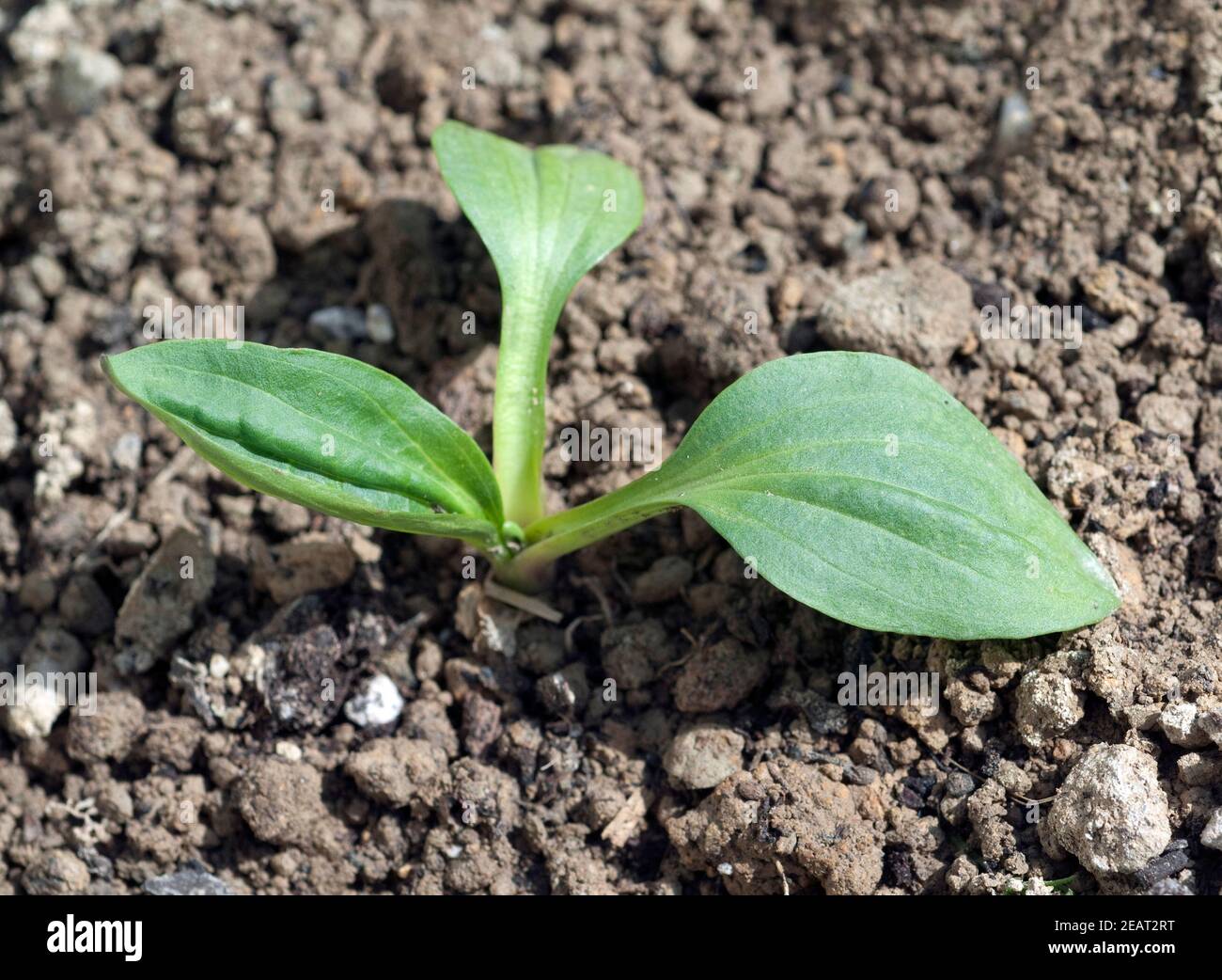 Breitwegerich, Plantago, major, Keimling Stock Photo