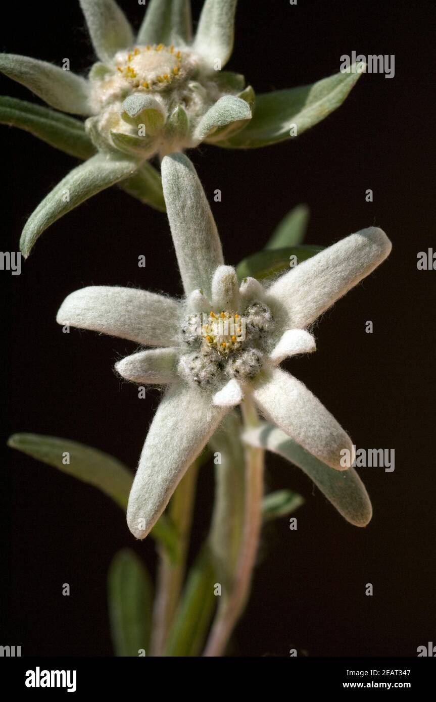 Edelweiss  Leontopodium  nivale Stock Photo