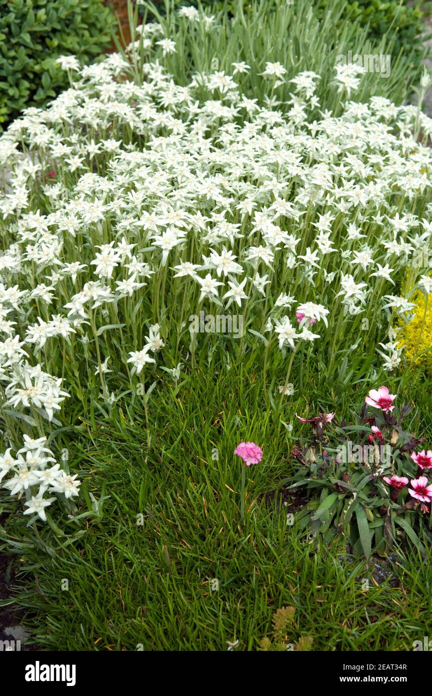 Edelweiss, Grabbepflanzung Stock Photo