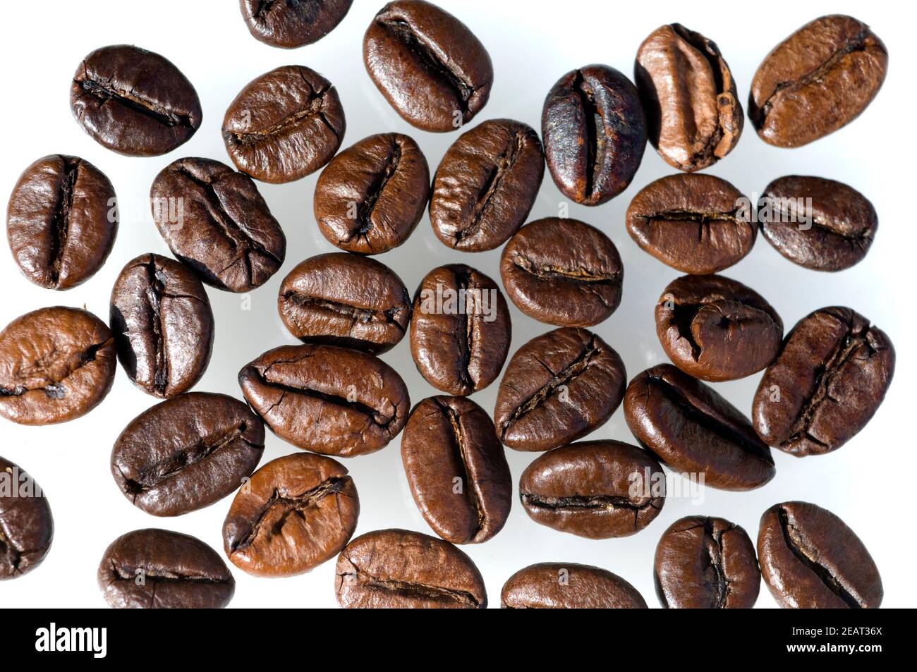 Kaffeebohnen, Coffea arabica Stock Photo