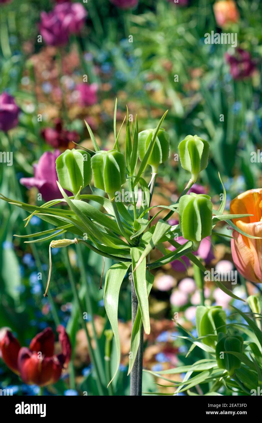 Kaiserkrone  Fritillaria verticillata  Samenstand Stock Photo