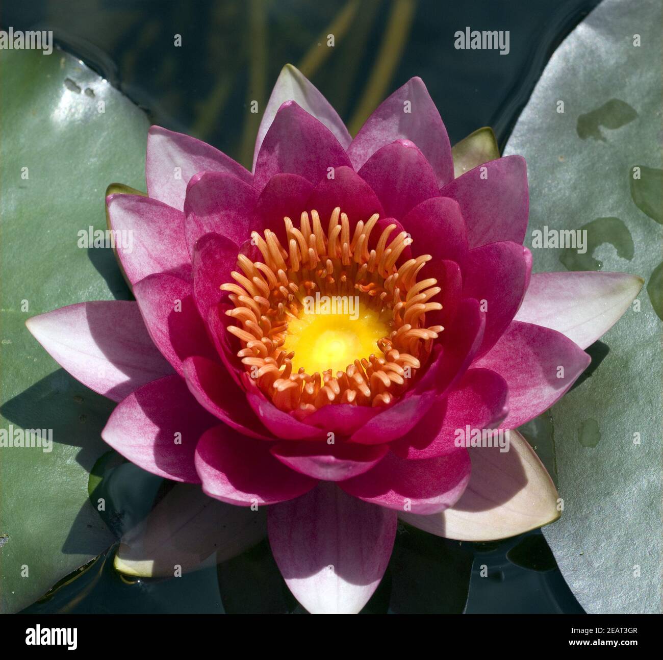 Rote seerose hi-res stock photography and images - Alamy