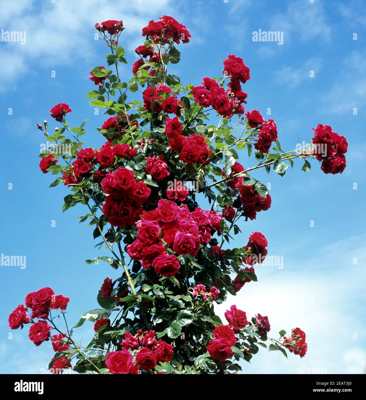 Kletterrose, Sympathie Stock Photo