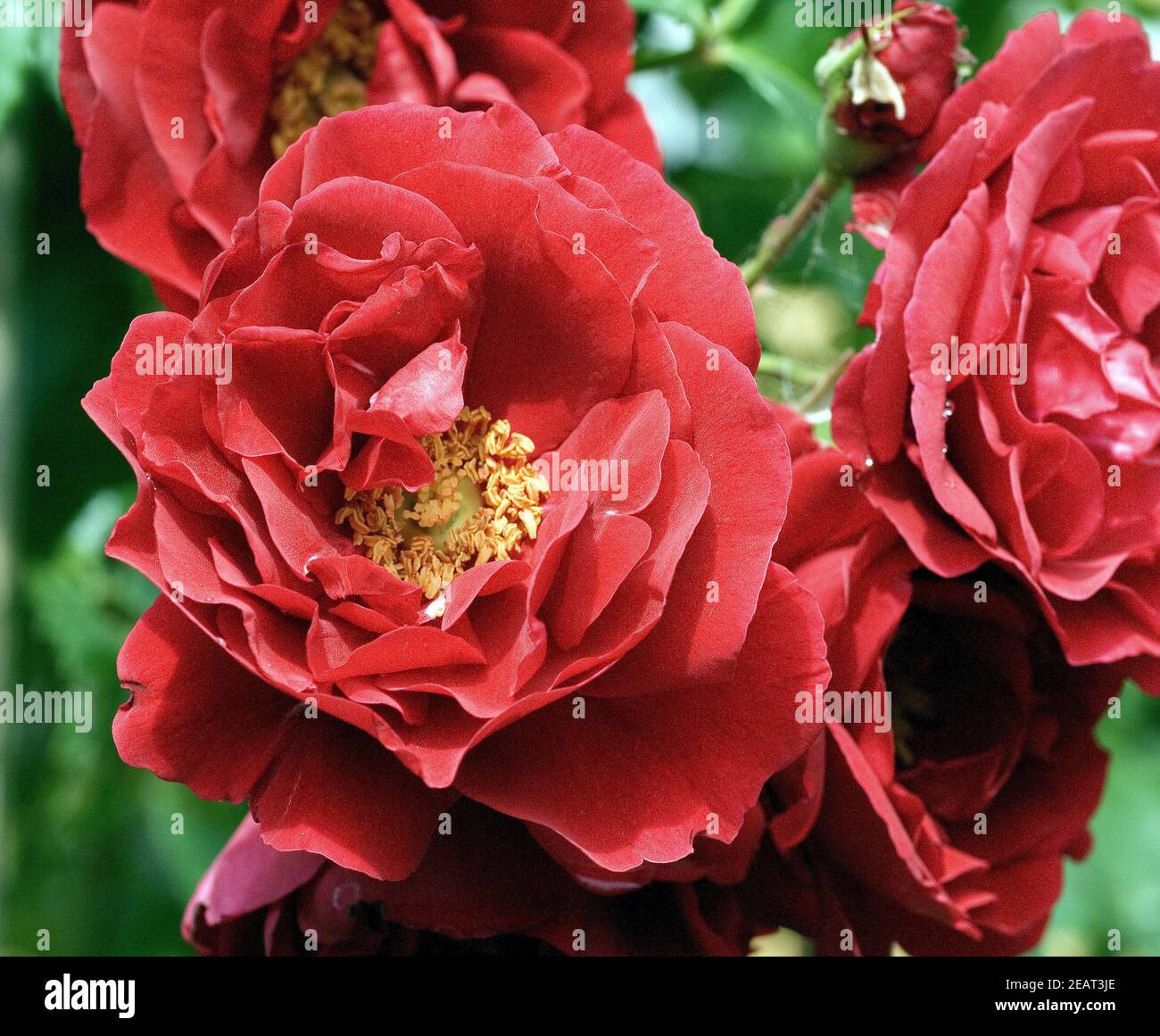 Kletterrose  Sympathie Stock Photo
