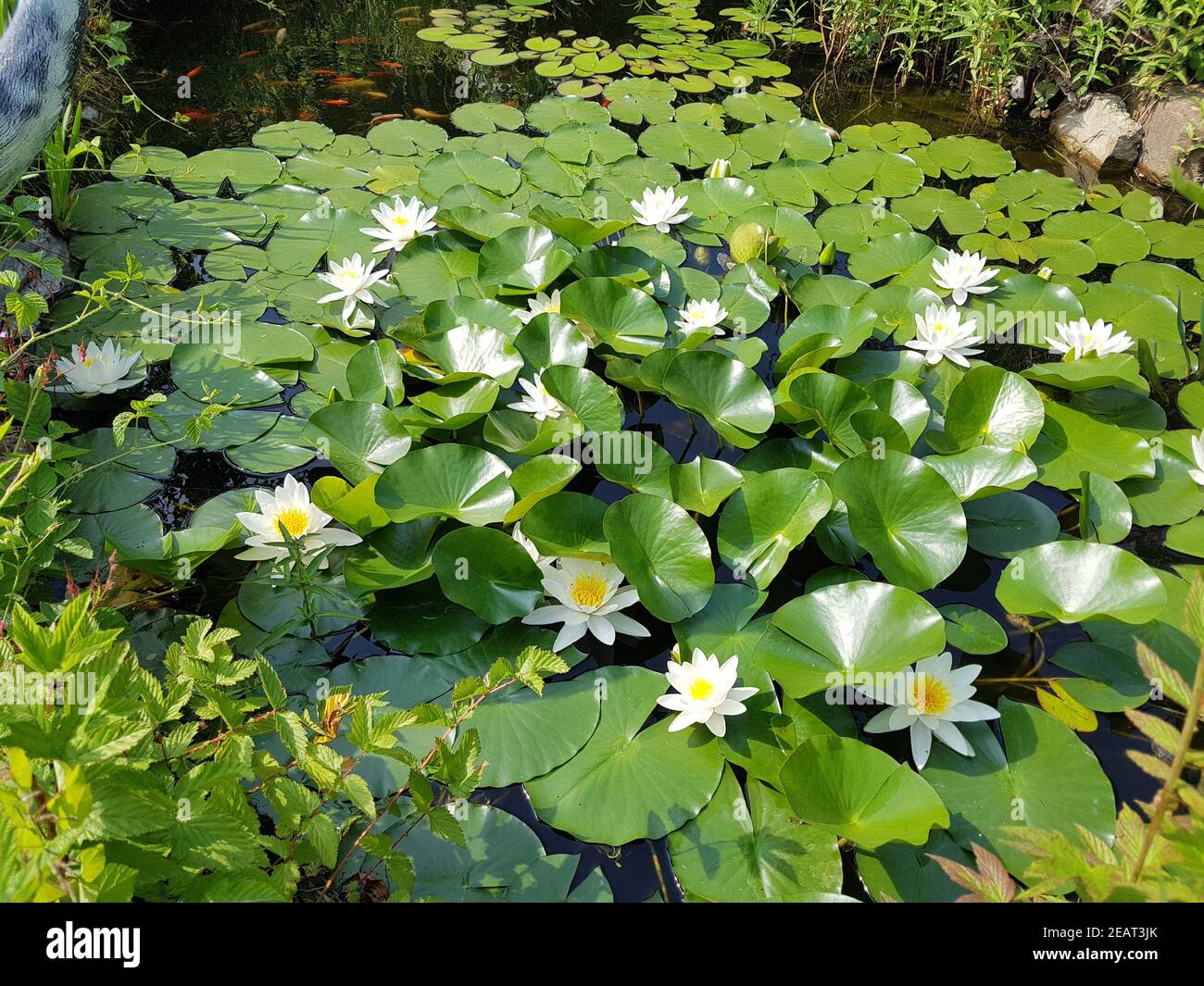 Seerosen hires stock photography and images Alamy