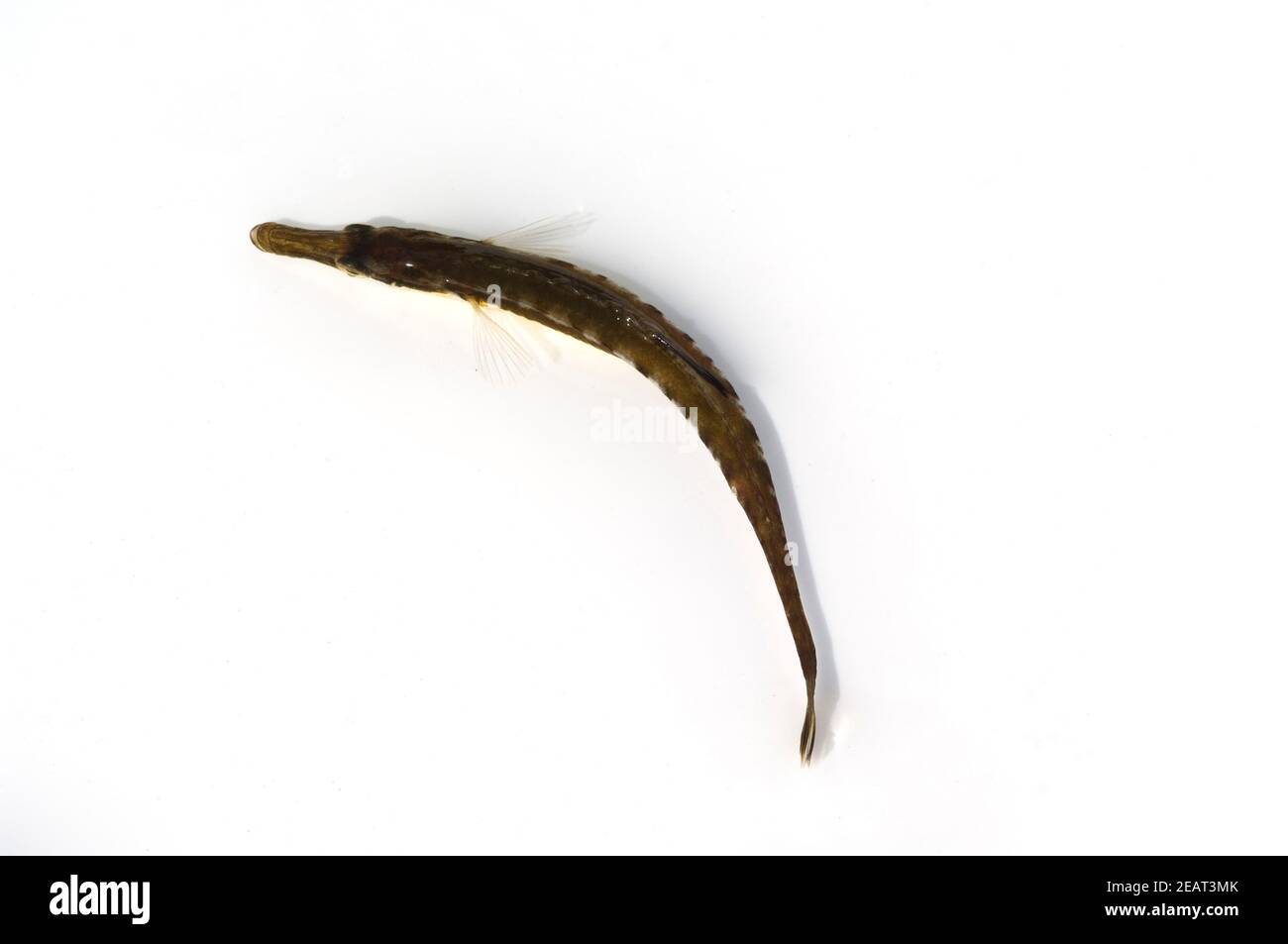 Seestichling, Spinachia spinachia Stock Photo