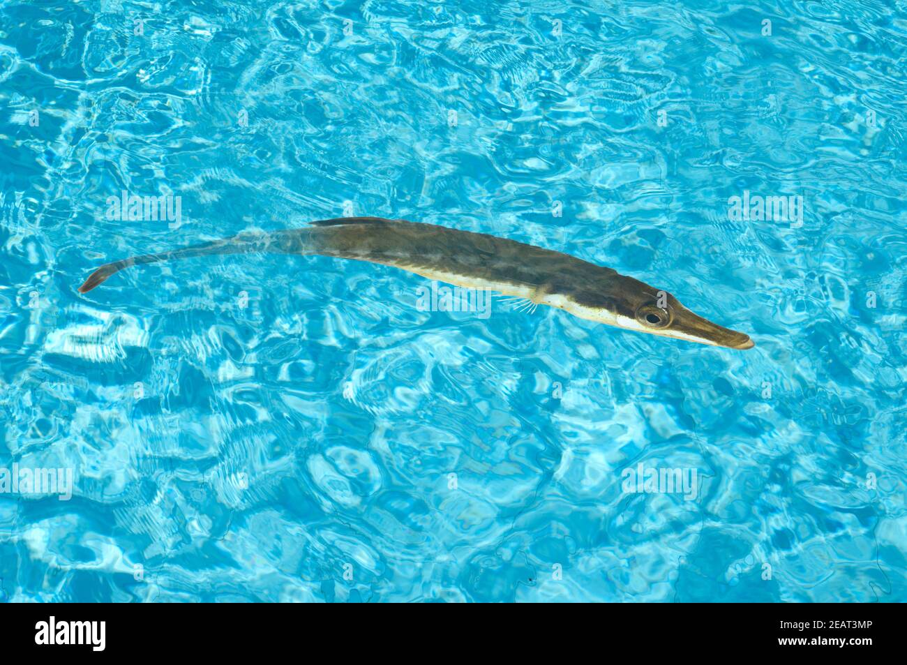 Seestichling  Spinachia, spinachia Stock Photo