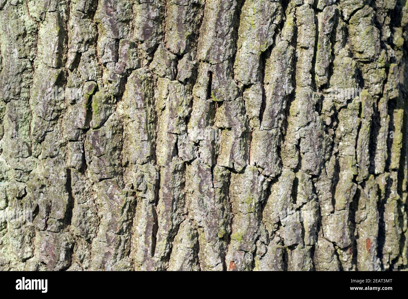 Eichenrinde, Stamm, Quercus  Robur Stock Photo