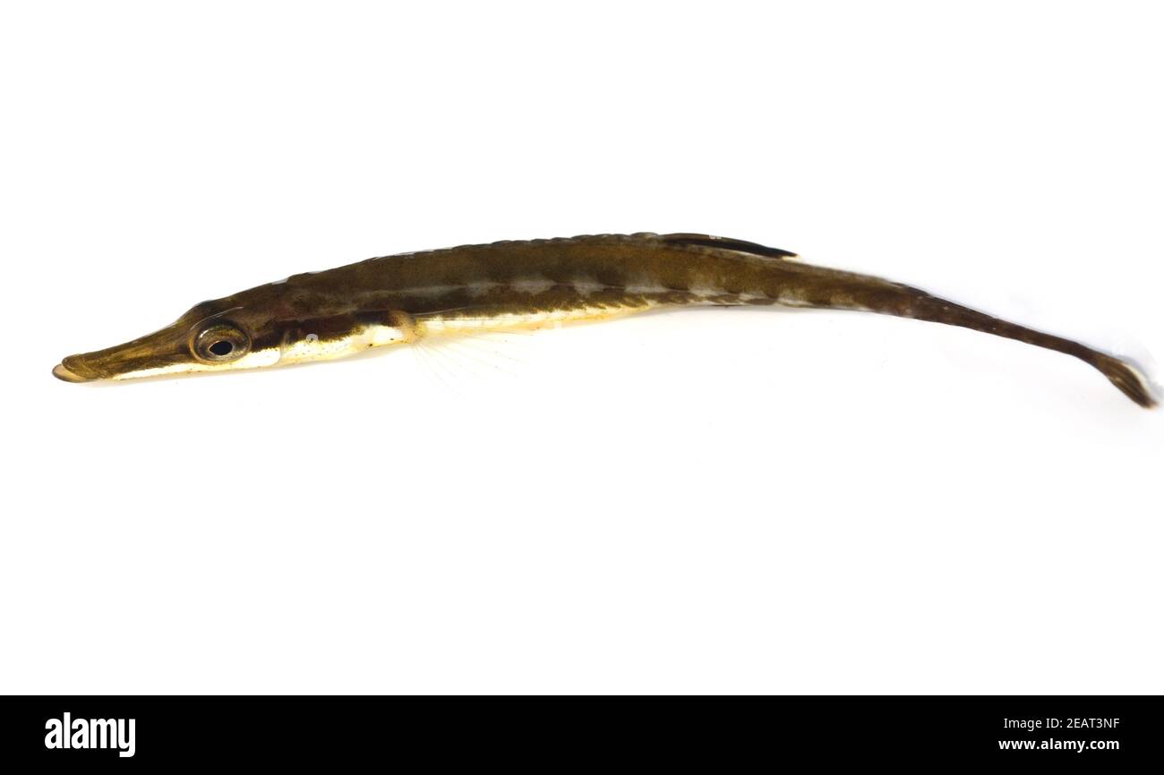 Seestichling  Spinachia, spinachia Stock Photo