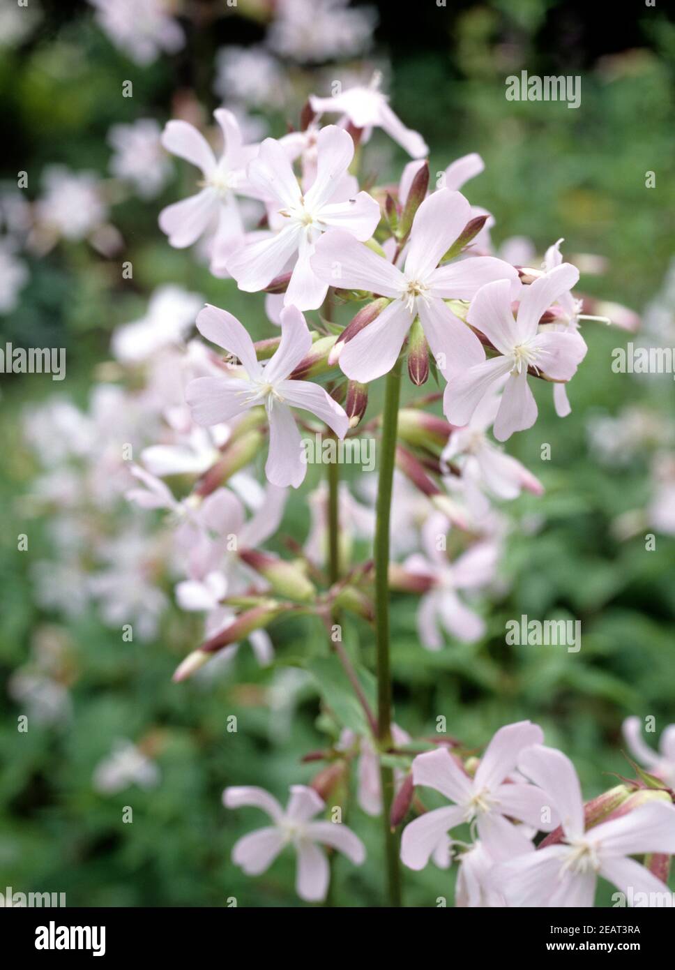 Seifenkraut  Saponaria caespitosa Stock Photo