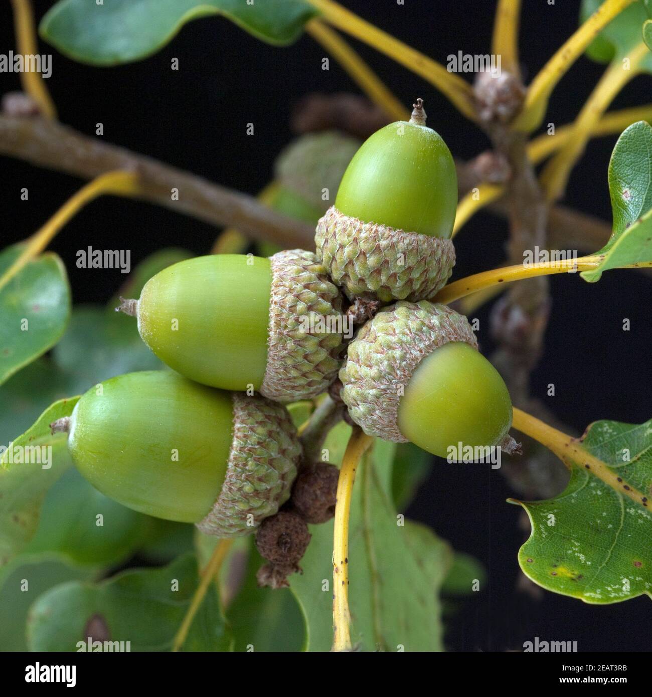 Eicheln, Fruechte, Samen, Quercus Stock Photo