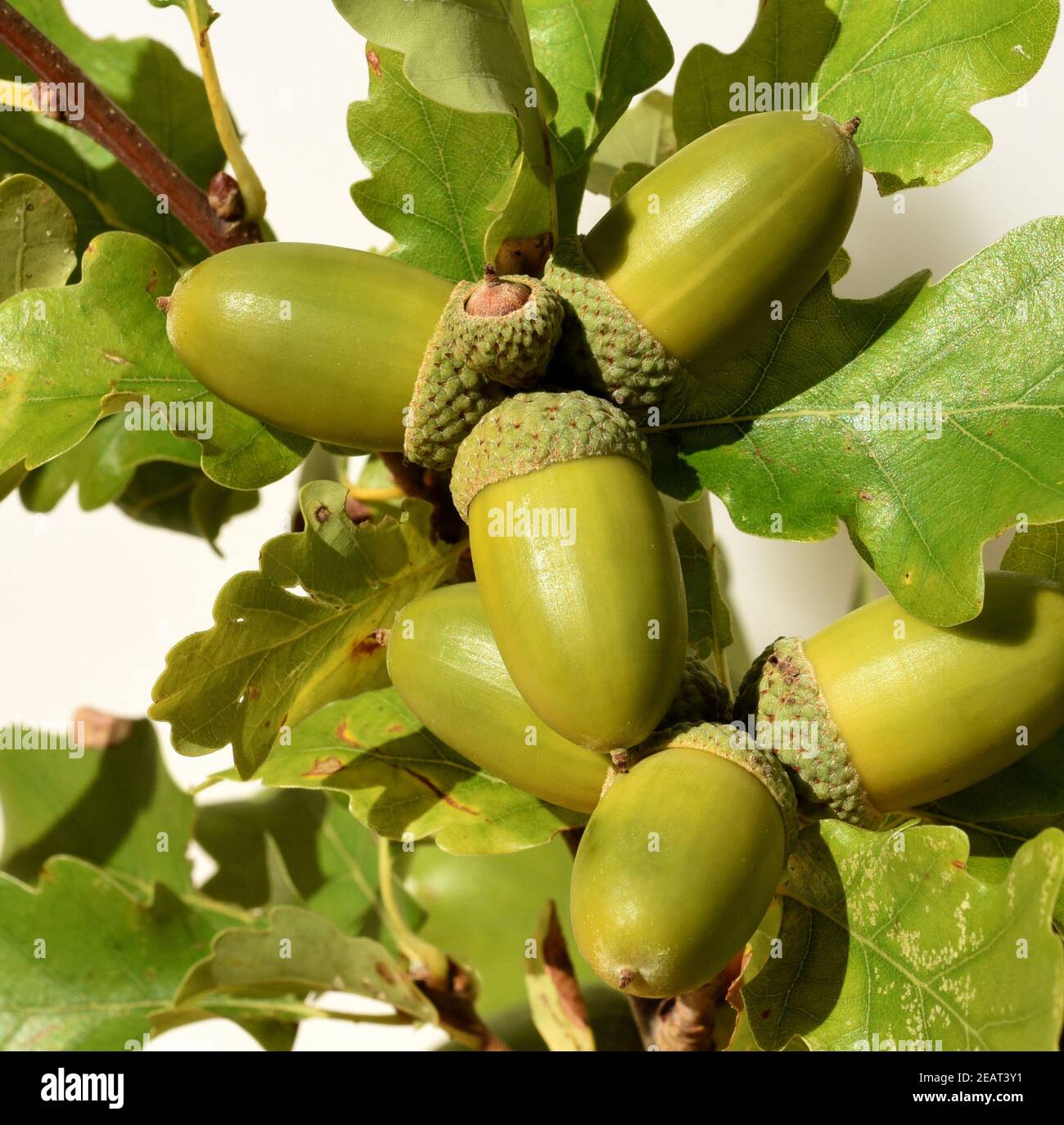 Eicheln, Stieleiche, Quercus, robur Stock Photo
