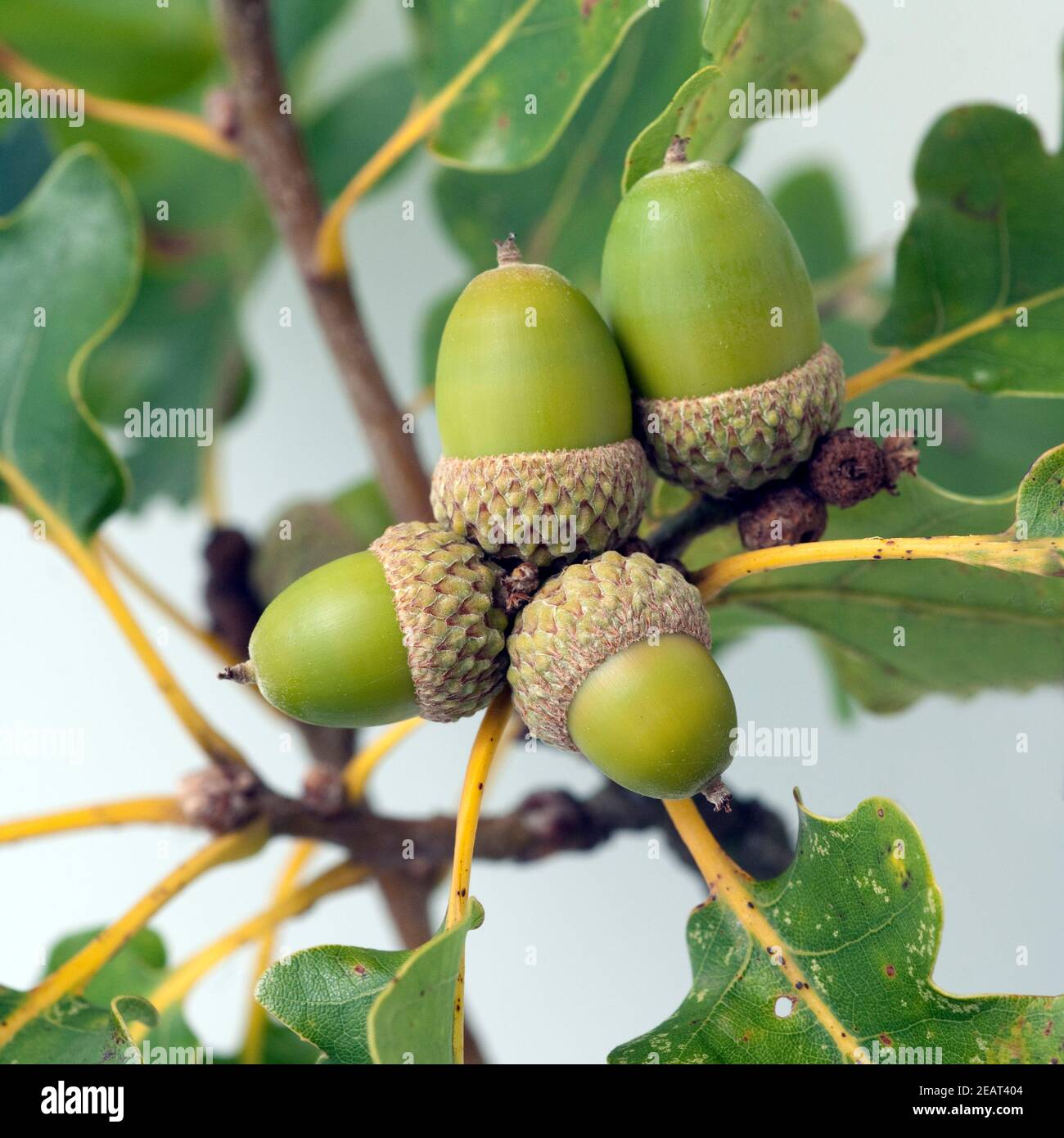 Eicheln, Fruechte, Samen, Quercus Stock Photo