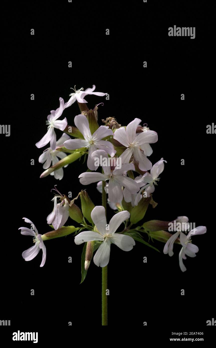 Seifenkraut, Saponaria caespitosa Stock Photo