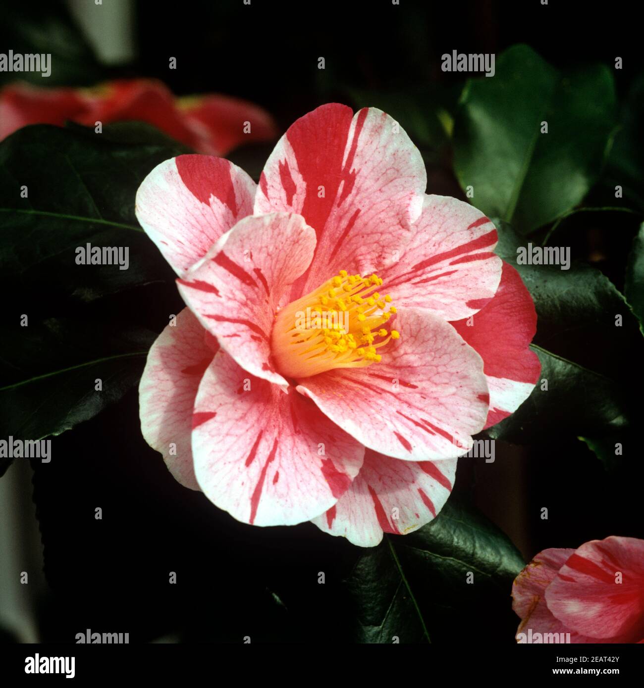 Kamelie, Camellia japonica Stock Photo