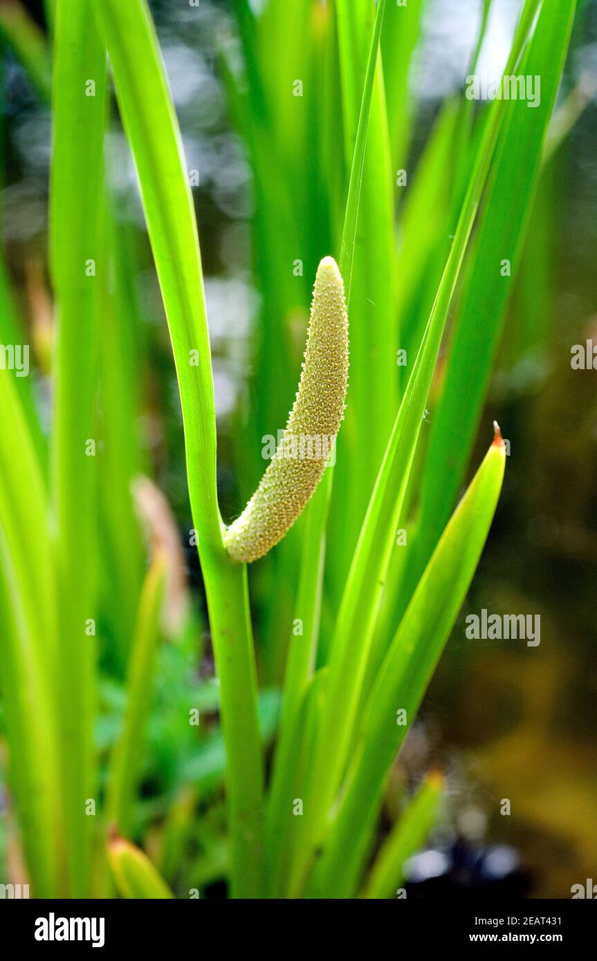 Kalmus Acorus calamus Stock Photo Alamy
