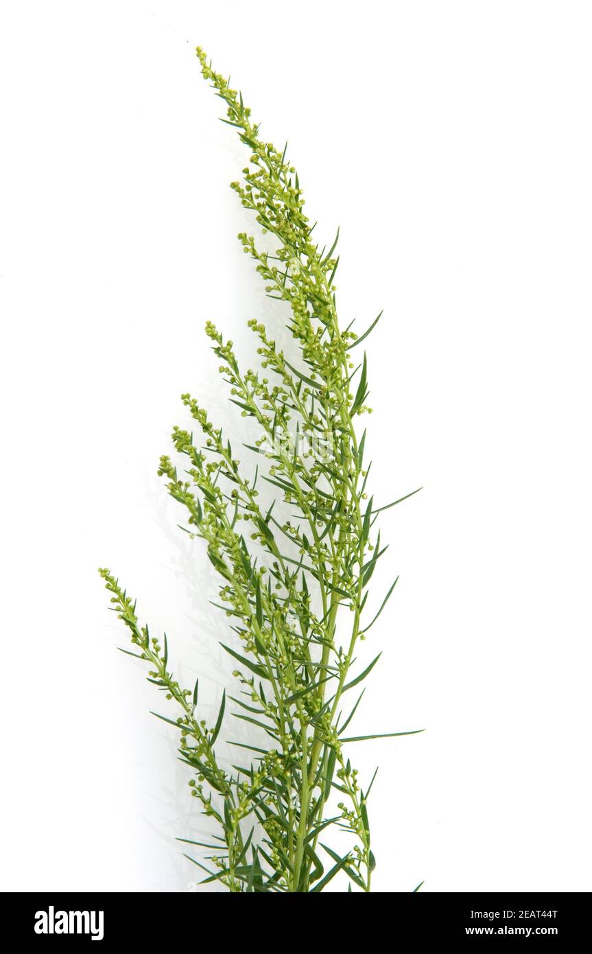 Estragon Samen (Drachenwermut) - Aromatisches Küchenkraut, Ca. 825 Samen, 0,15 G