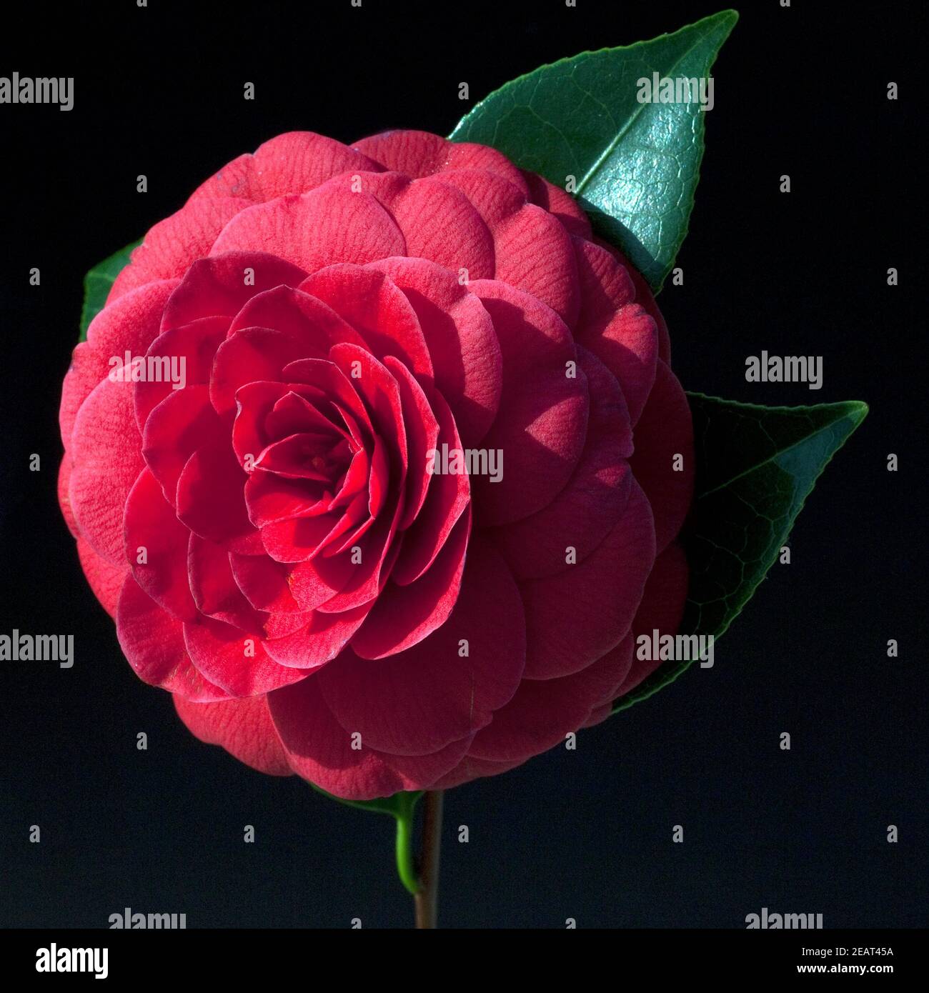 Kamelie; Camellia; japonica; Stock Photo
