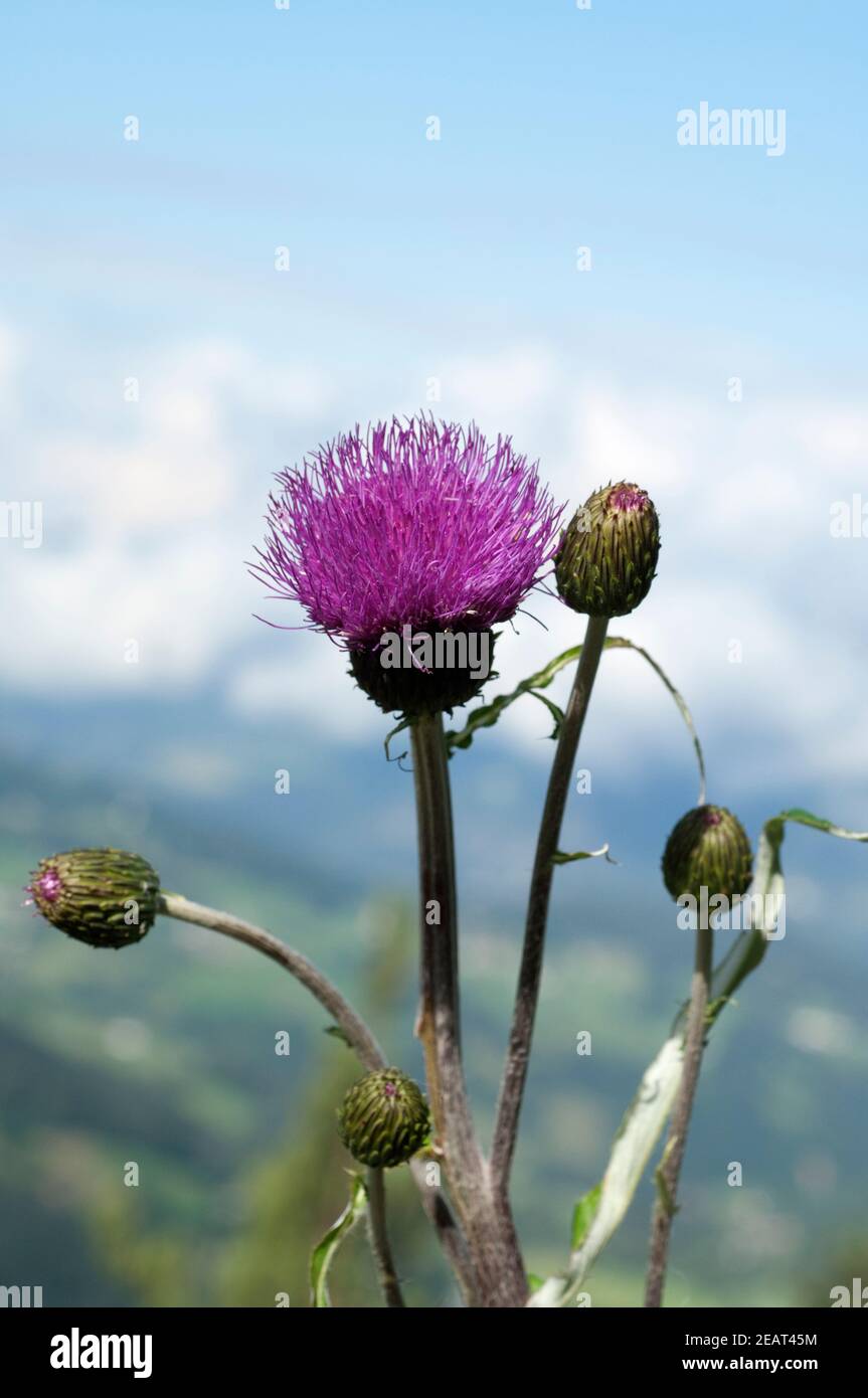 Verschiedenblaettrige, Kratzdistel, Cirsium helenioides Stock Photo