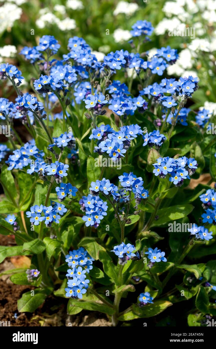 VergiÃŸmeinnicht, Myosotis sylvatica Stock Photo