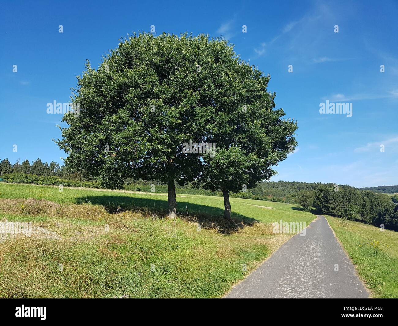 Eichenbaum, Quercus  Robur  Eiche Stock Photo