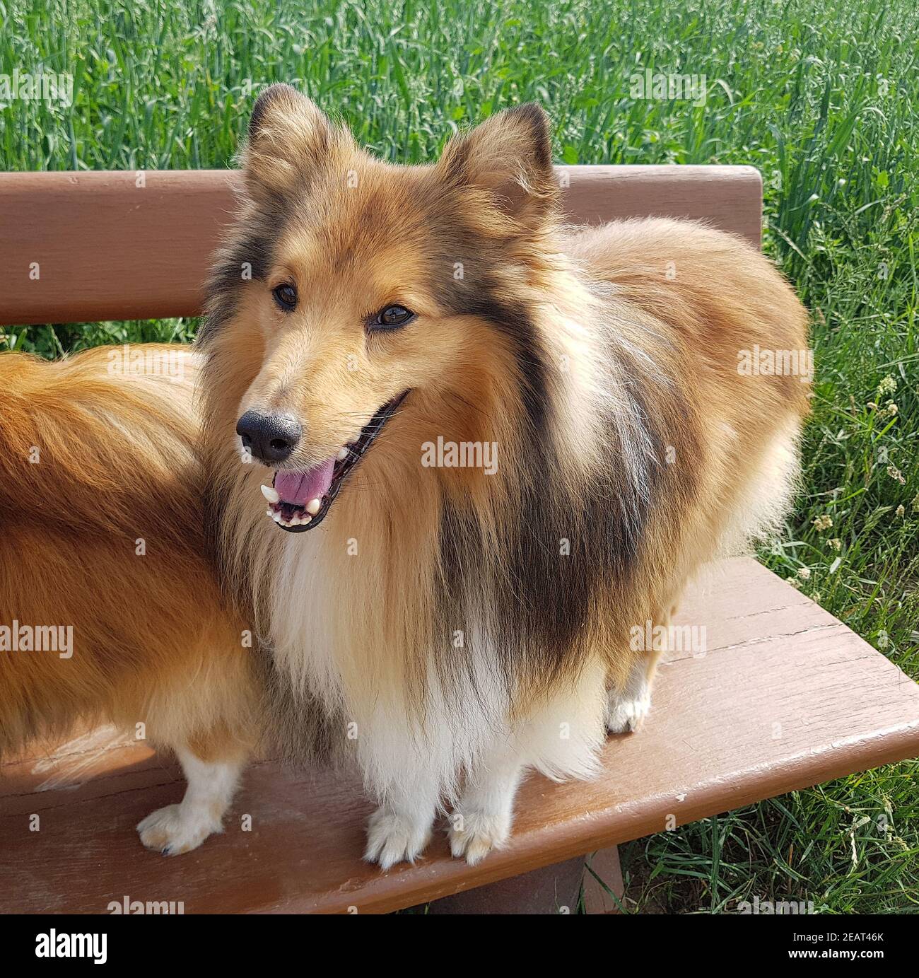 Sheltie, Shetland Sheepdog Stock Photo