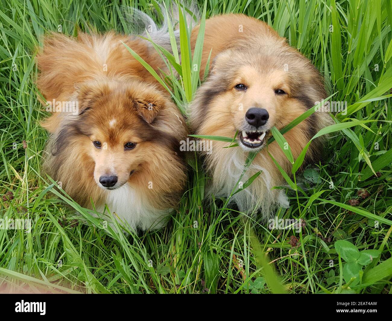 Sheltie, Shetland Sheepdog, mini collie Stock Photo