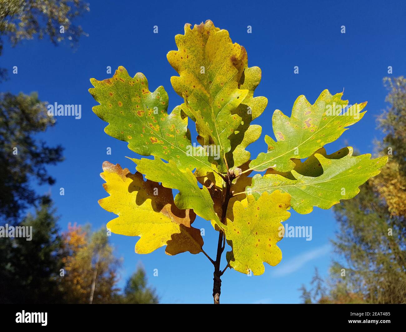 Eichenzweig, Herbst Eichenblaetter Quercus Robur Stock Photo