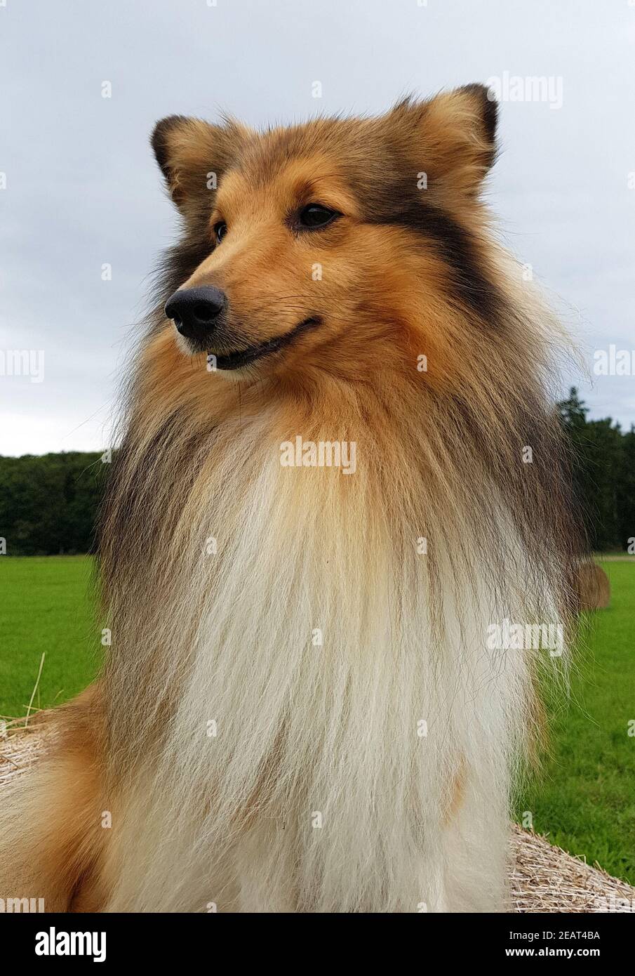 Sheltie, Shetland Sheepdog, mini collie Stock Photo