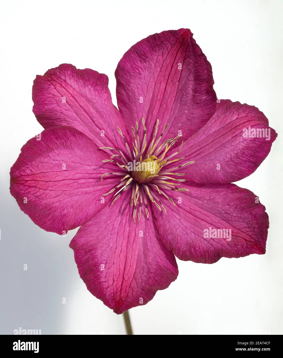 Ville de Lyon Clematis Stock Photo