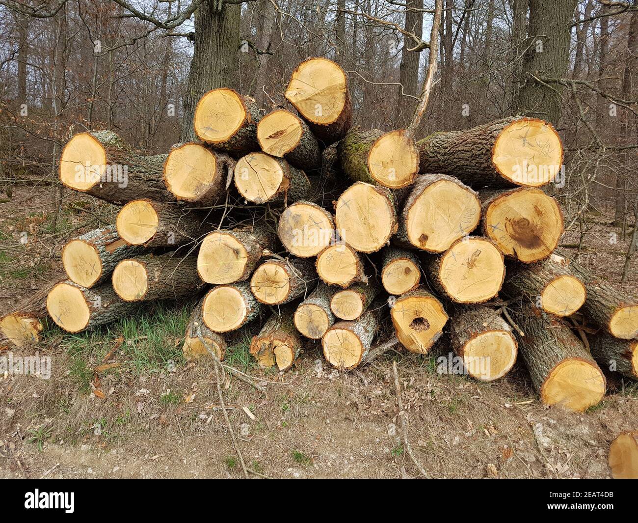 Eichenstaemme, Eichenbaum, Quercus, Robur Stock Photo