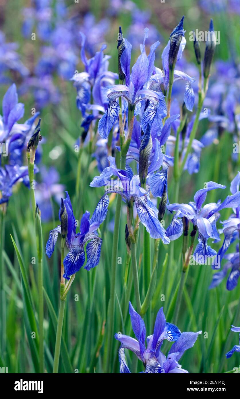 Iris, ruthenica, Siebenbuerger, Gras-Schwertlilie Stock Photo