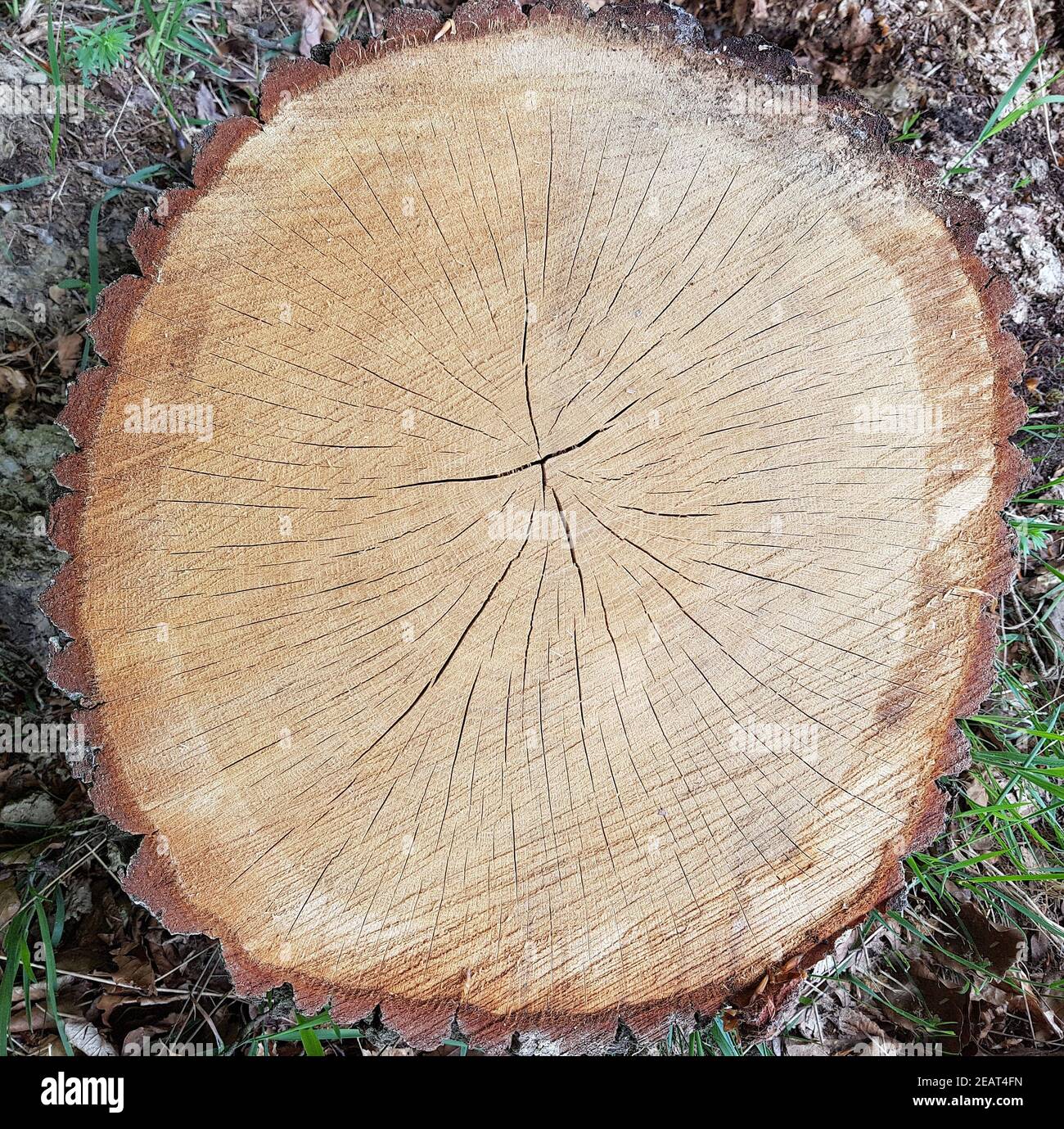 Eichenstaemme, Quercus, Robur Stock Photo