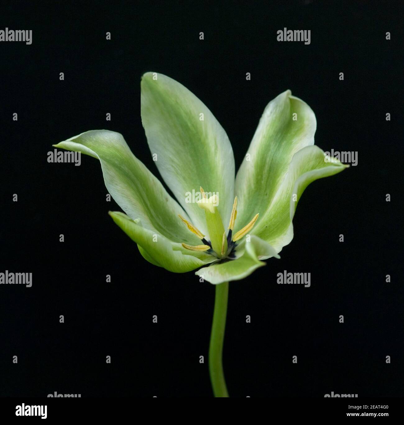 Viridiflora Tulpen, Spring Green Stock Photo