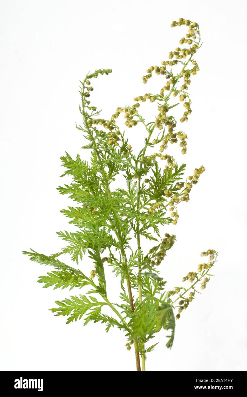 einjaehriger beifuss, Artemisia, annua Stock Photo