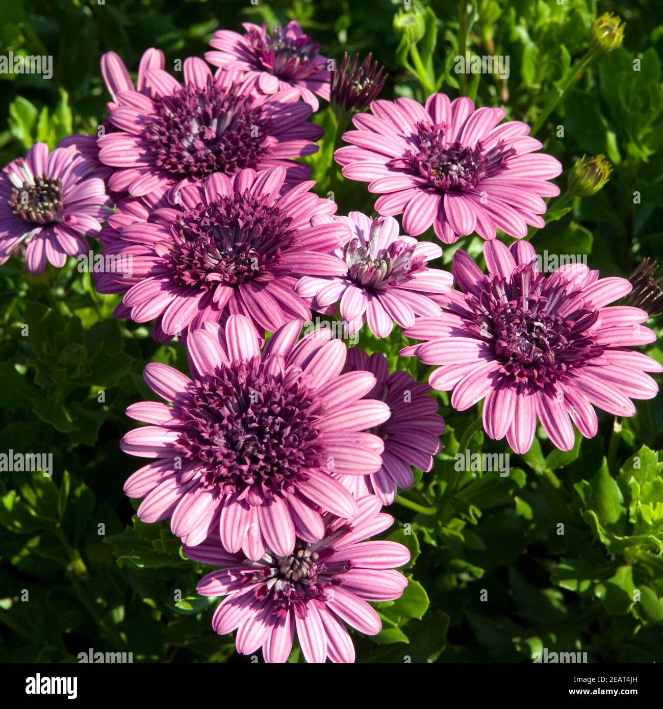 Kapkoerbchen, Osteospermum ecklonis,  Flower Power Double Purple Stock Photo