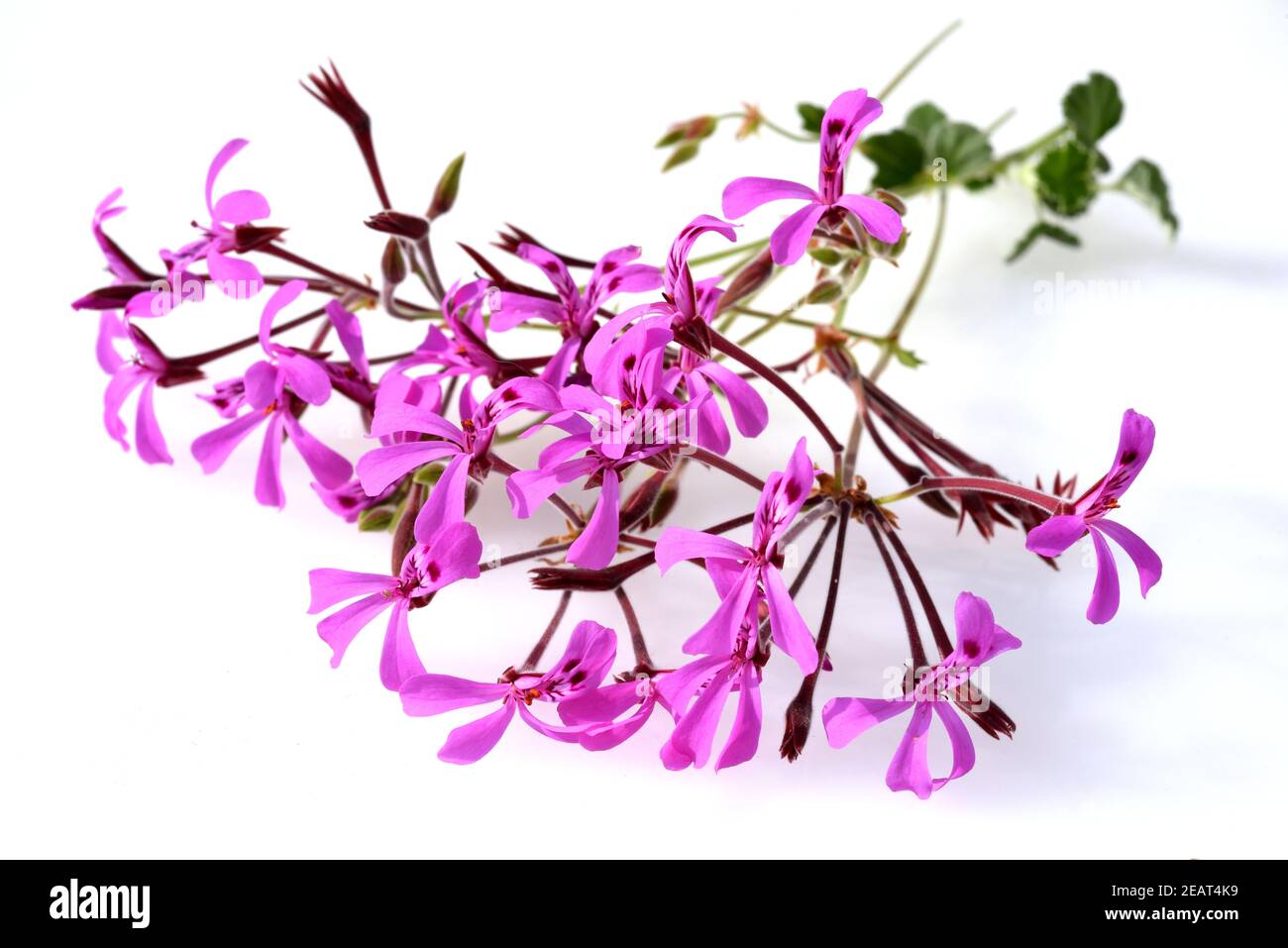 Kapland-Pelargonie, Umckaloabo, Pelargonium, reniforme Stock Photo