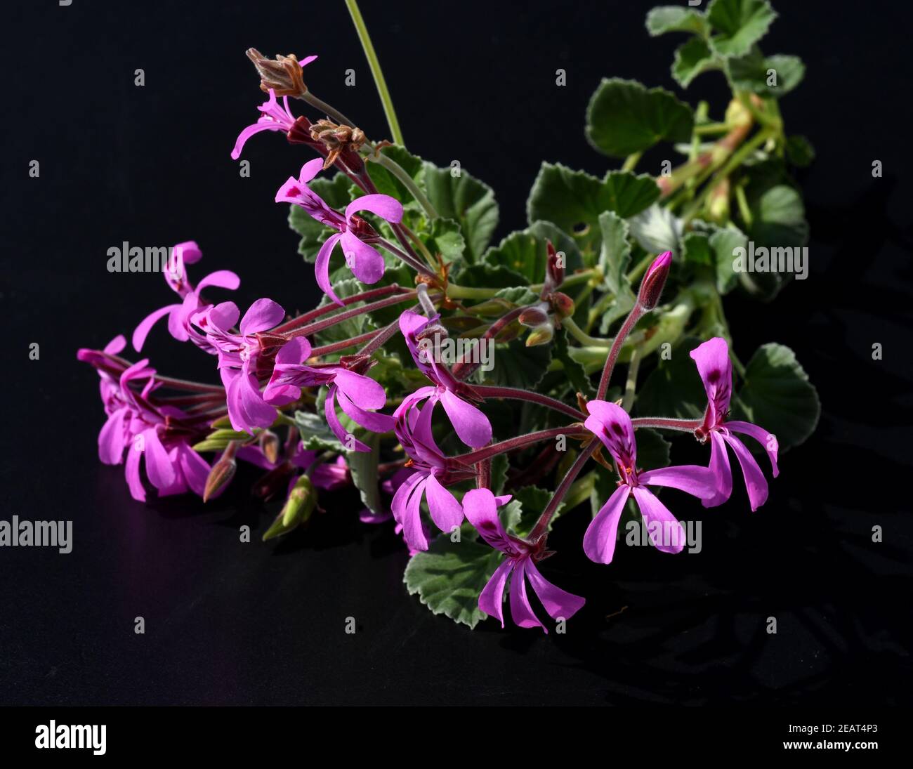 Kapland-Pelargonie, Umckaloabo, Pelargonium, reniforme Stock Photo