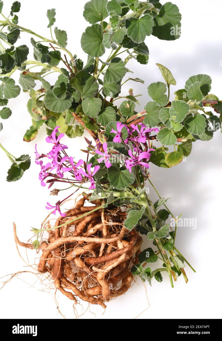 Umckaloabo, Pelargonium, reniforme, Wurzel Stock Photo