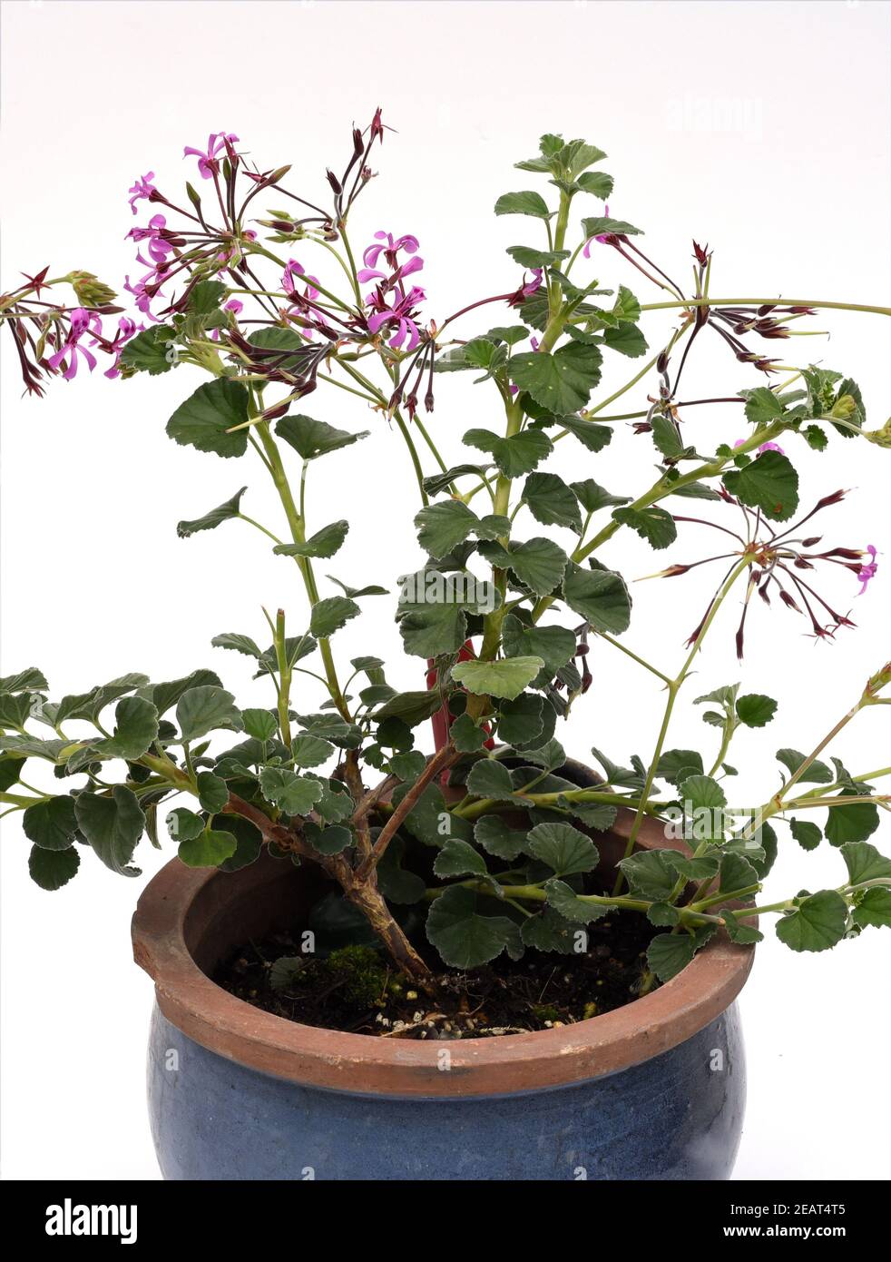 Cape Pelargonium, Umckaloabo, Pelargonium, reniforme Stock Photo
