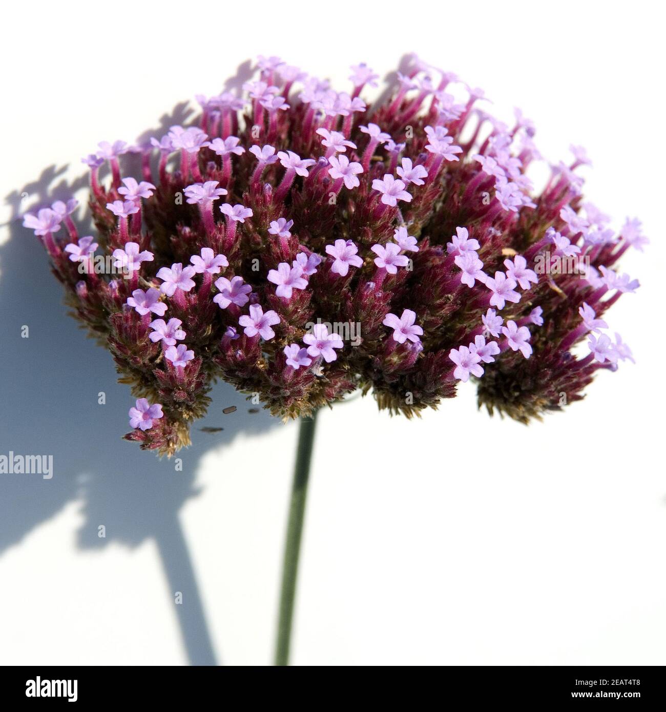 Eisenkraut; Verbena bonariensis Stock Photo Alamy