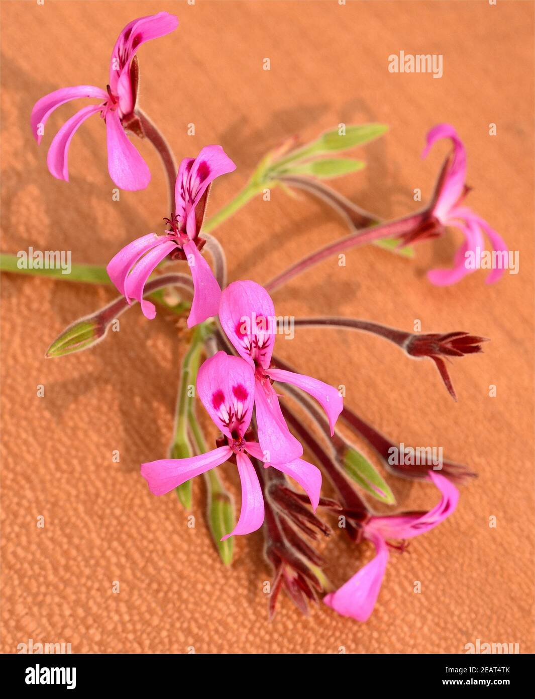 Cape Pelargonium, Umckaloabo, Pelargonium, reniforme Stock Photo