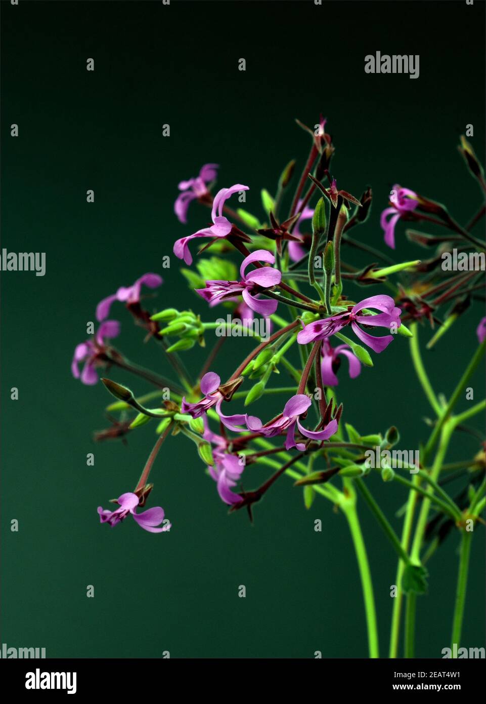 Cape Pelargonium, Umckaloabo, Pelargonium, reniforme Stock Photo