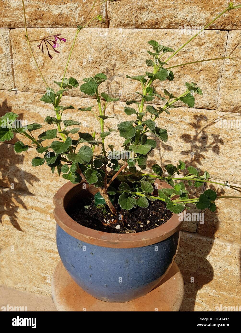 Cape Pelargonium, Umckaloabo, Pelargonium, reniforme Stock Photo