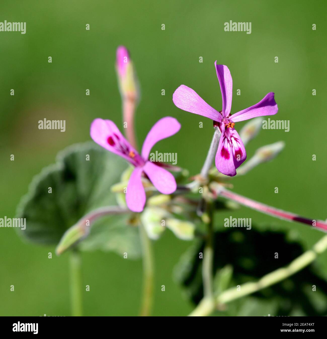 Kapland-Pelargonie, Umckaloabo, Pelargonium, reniforme Stock Photo