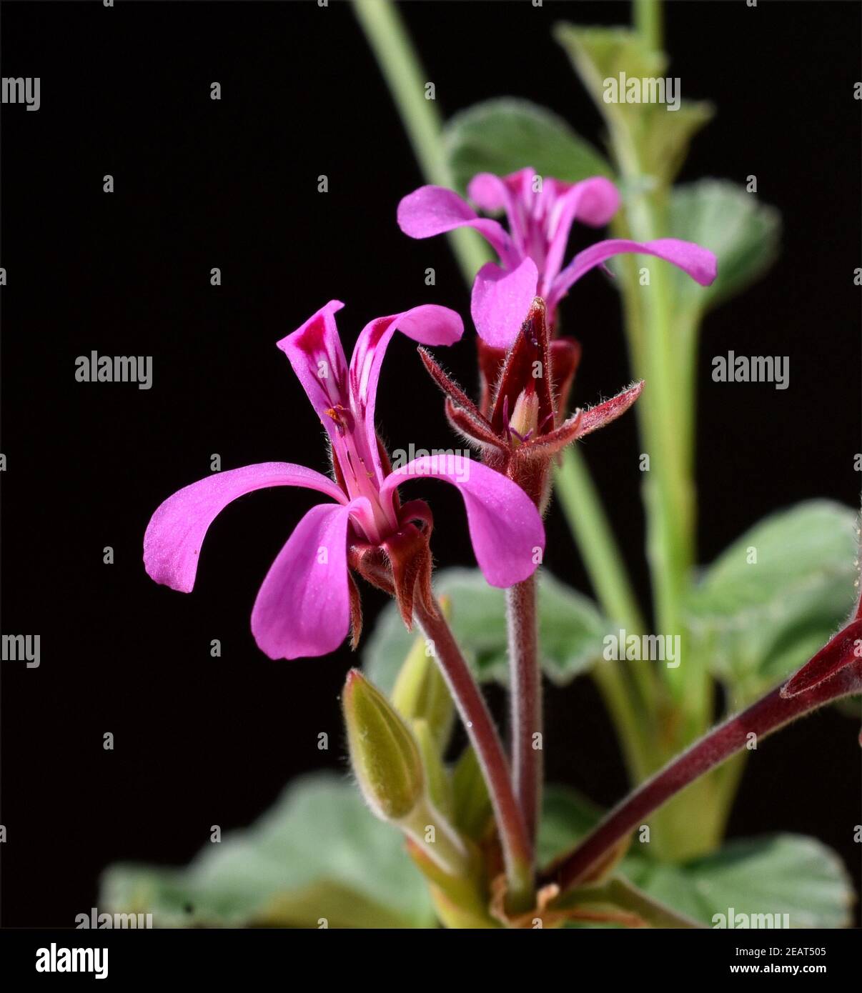 Kapland-Pelargonie, Umckaloabo, Pelargonium, reniforme Stock Photo