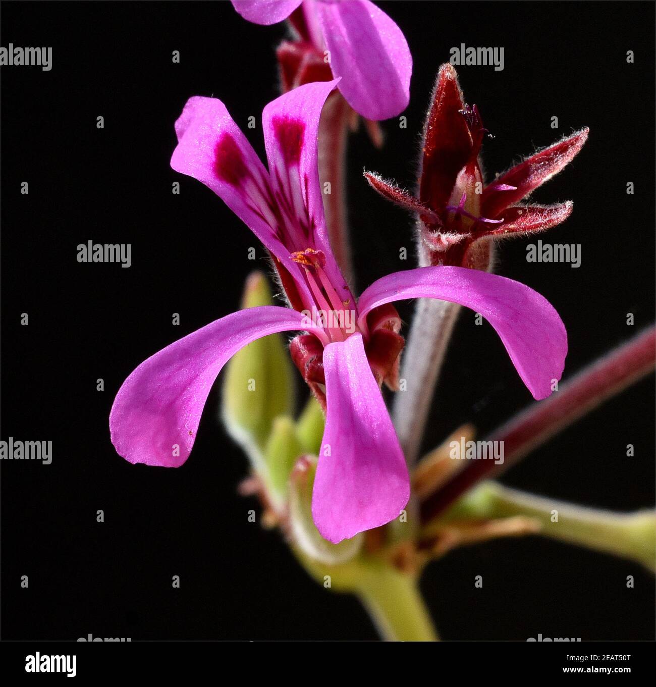 Kapland-Pelargonie, Umckaloabo, Pelargonium, reniforme Stock Photo