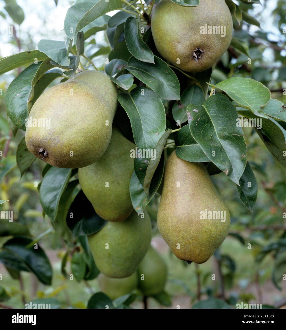 Elektra Birne Stock Photo - Alamy Elektra Birne Stock Photo - Alamy